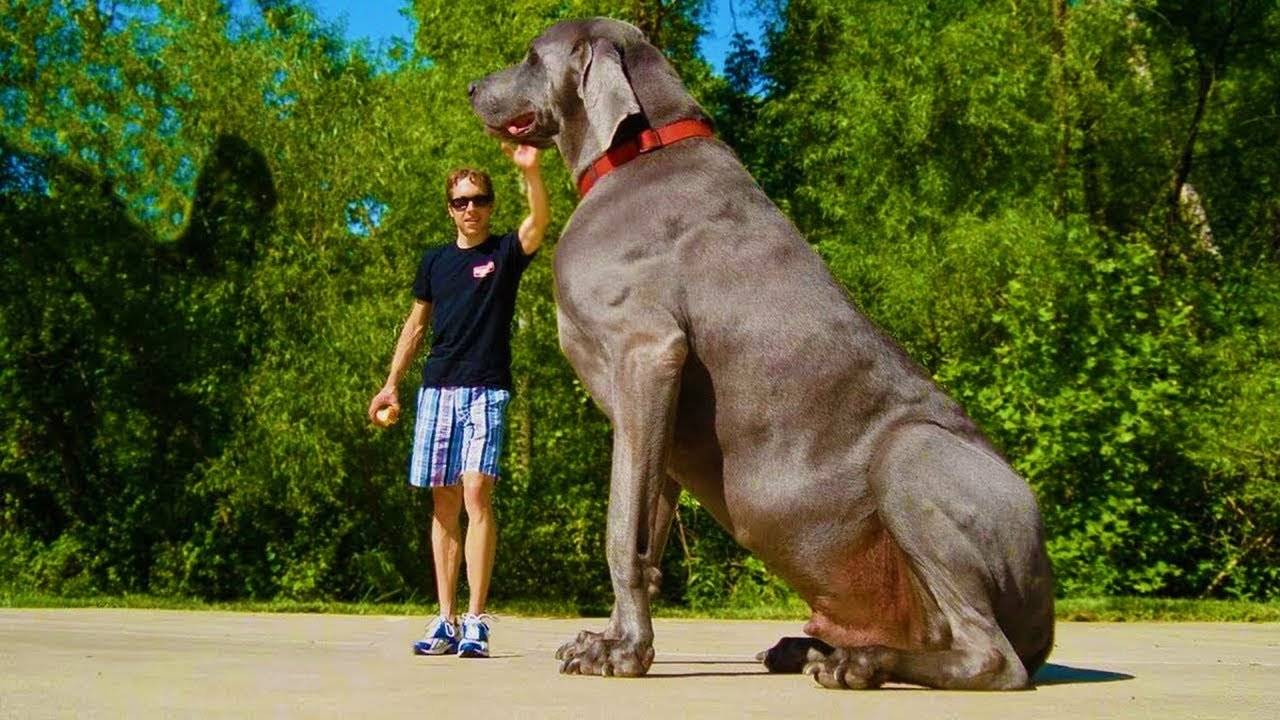 Топ самых больших пород собак в мире с названиями и фото