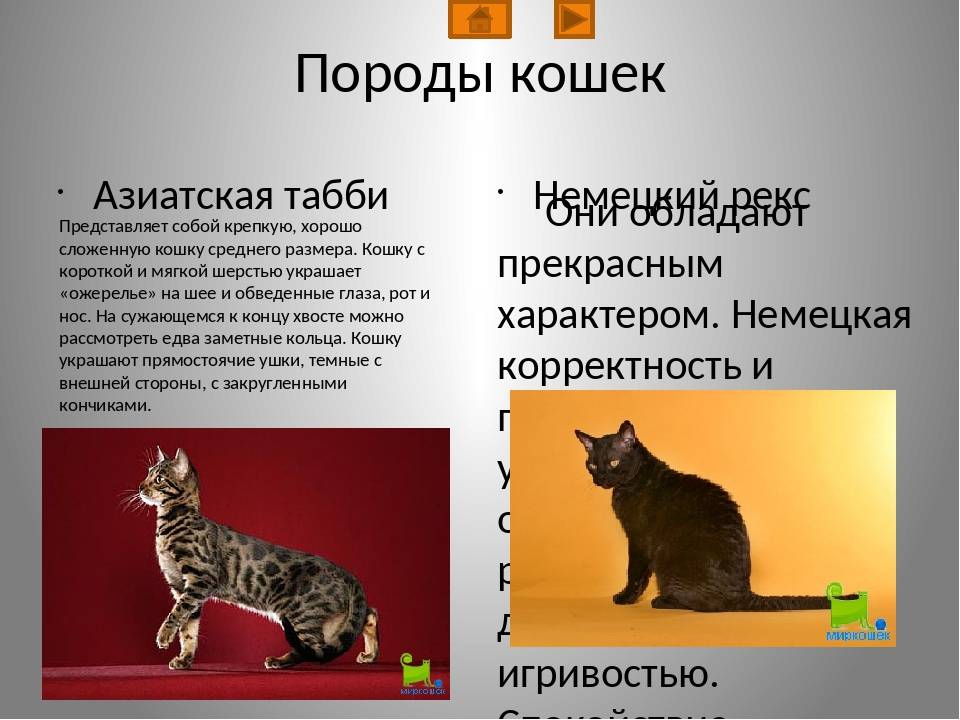 Особенности окраса табби у кошек – тигрового, классического и пятнистого: какие породы котов могут его иметь?