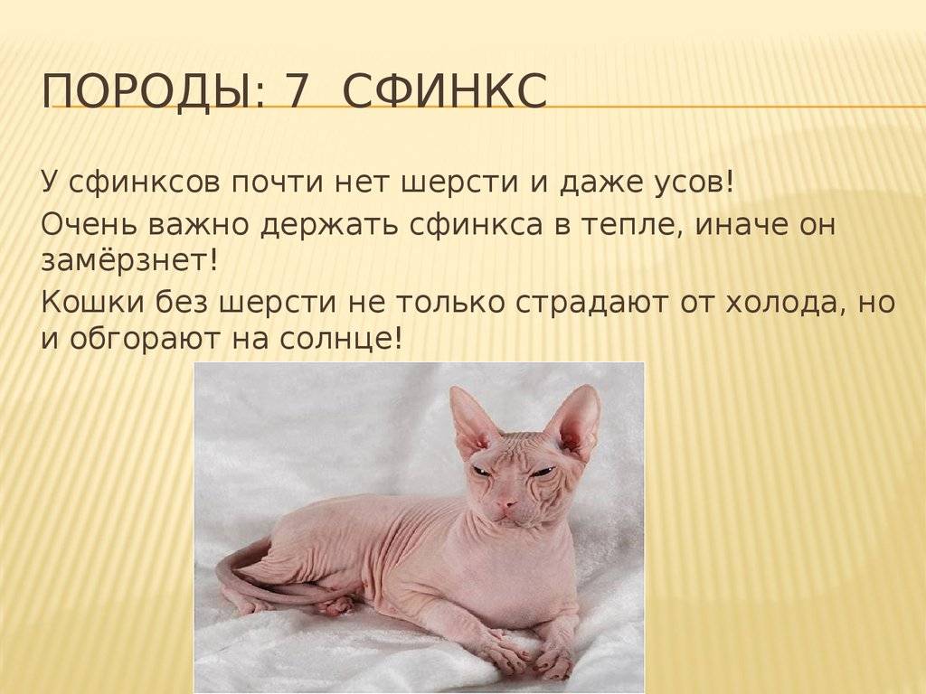Фото, описание и характер кошек породы сфинкс, а также разновидности сфинксов кошек