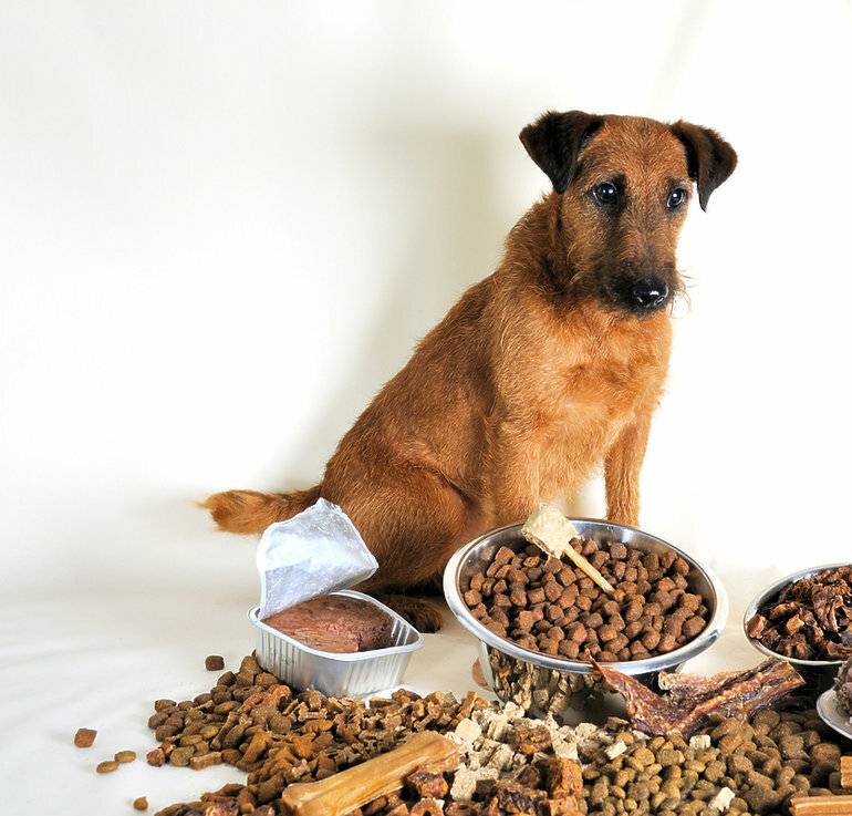 Чем можно кормить йоркширского терьера, а чего давать собаке не следует?