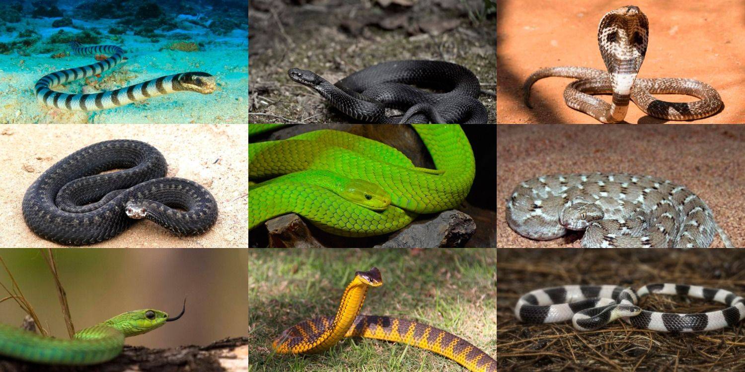 Змеи как домашние животные - характер, содержание и питание | главная