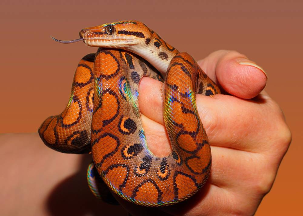 Видео: 9 самых редких змей в мире