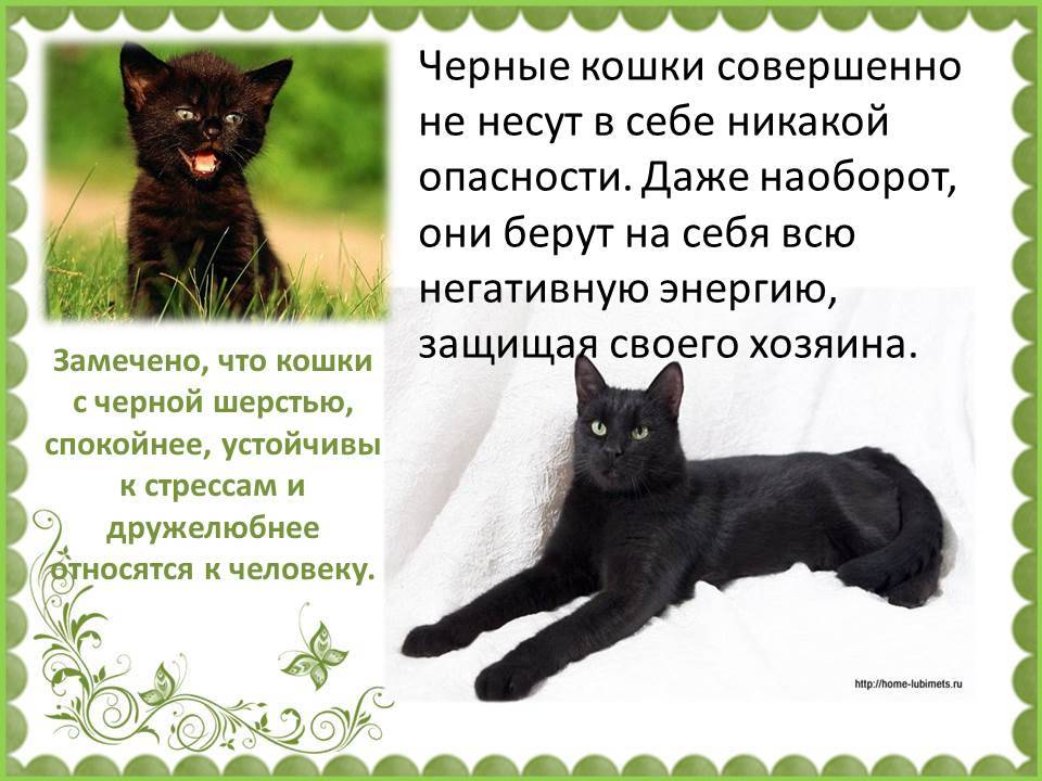Черный кот в доме: приметы, хорошо или плохо, если приблудился или забежал