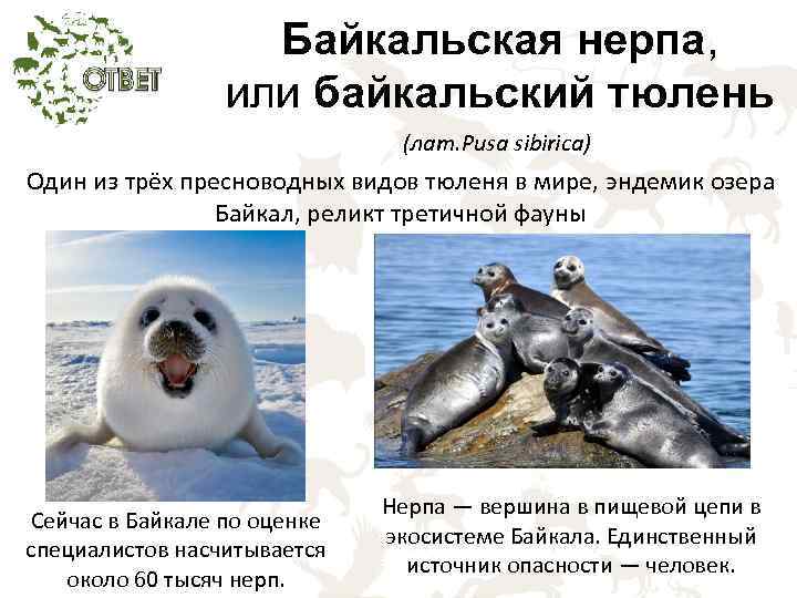 Каспийский тюлень phoca caspica - красная книга россии.