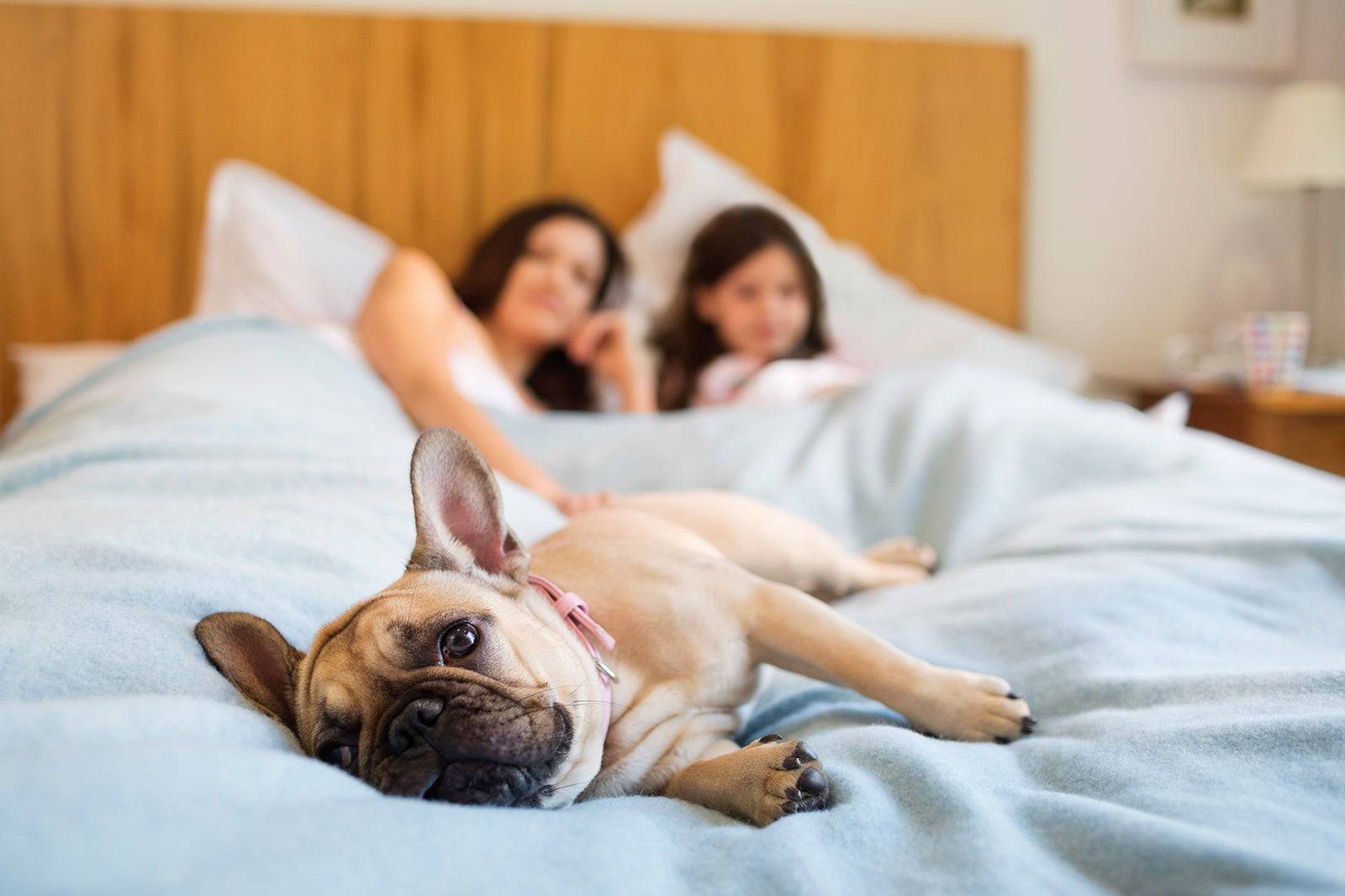 7 способов отучить щенка и взрослую собаку писать на диван и кровать хозяина