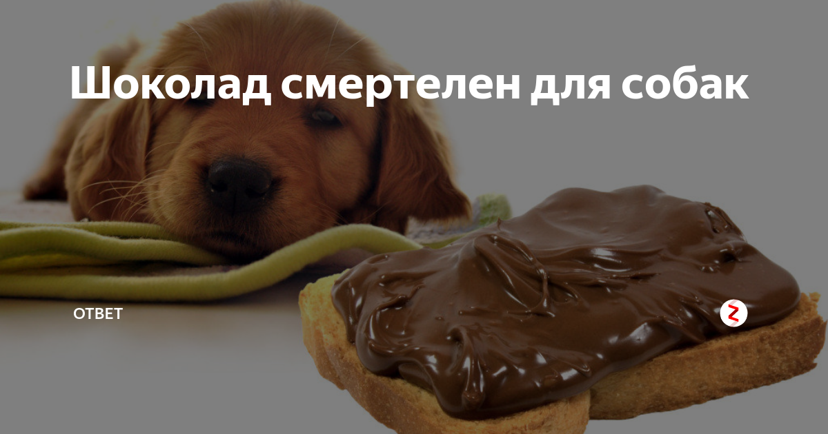 Почему собакам нельзя сладкое и шоколад: что делать, если собака наелась шоколада
