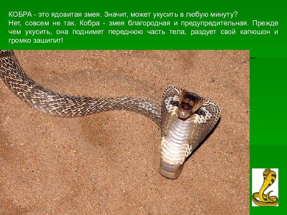 Королевская кобра! и 10 интересных фактов о ней