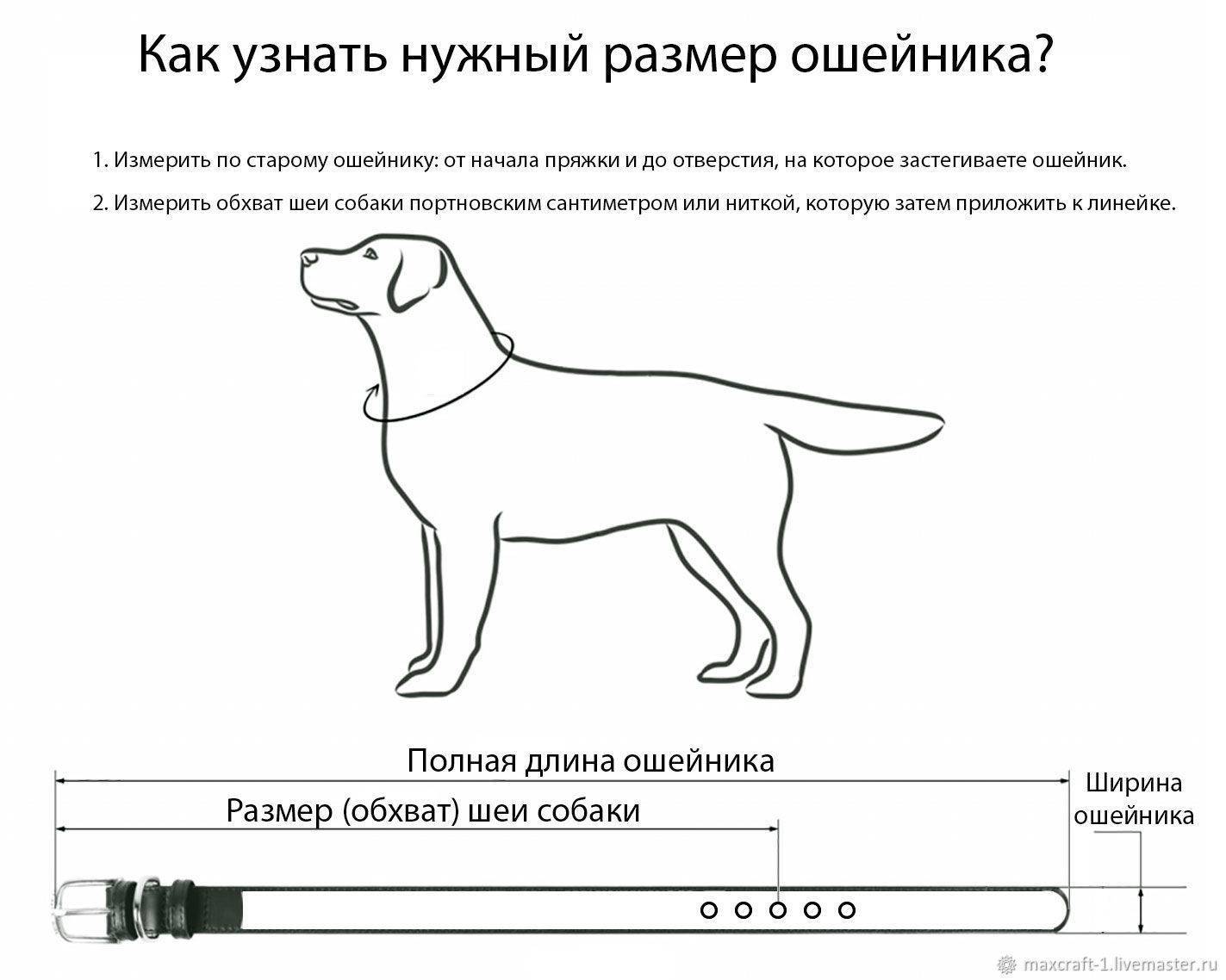 Шлейка для собаки своими руками: выбор материала, пошаговая инструкция изготовления - animallist.ru