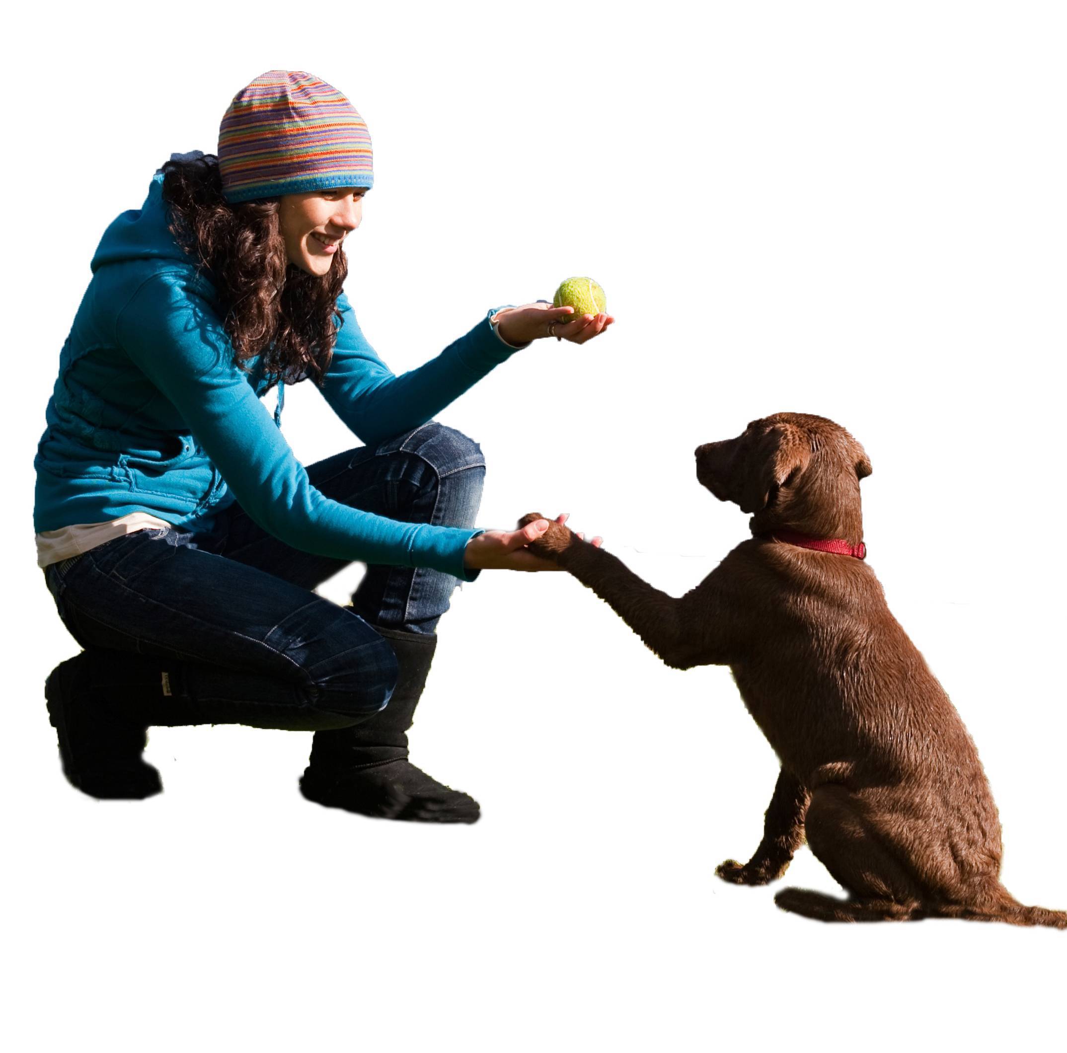 17 лучших умственных упражнений для собак - здоровье 2022