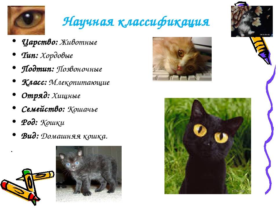 Кто такие обыкновенные домашние кошки, их подробное описание и систематика