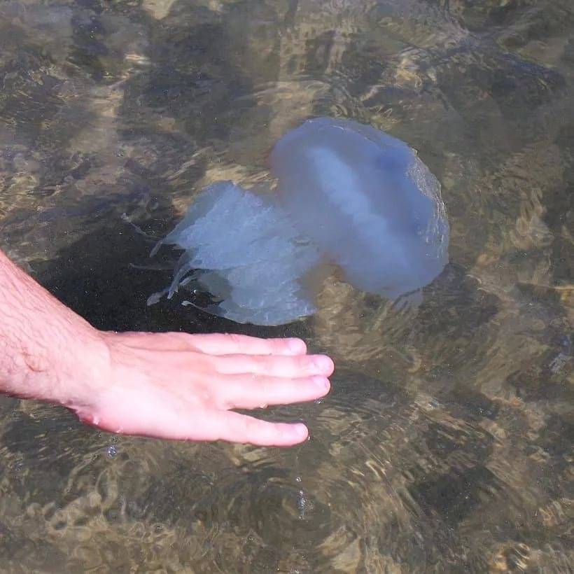 Самые опасные медузы в мире и где они обитают