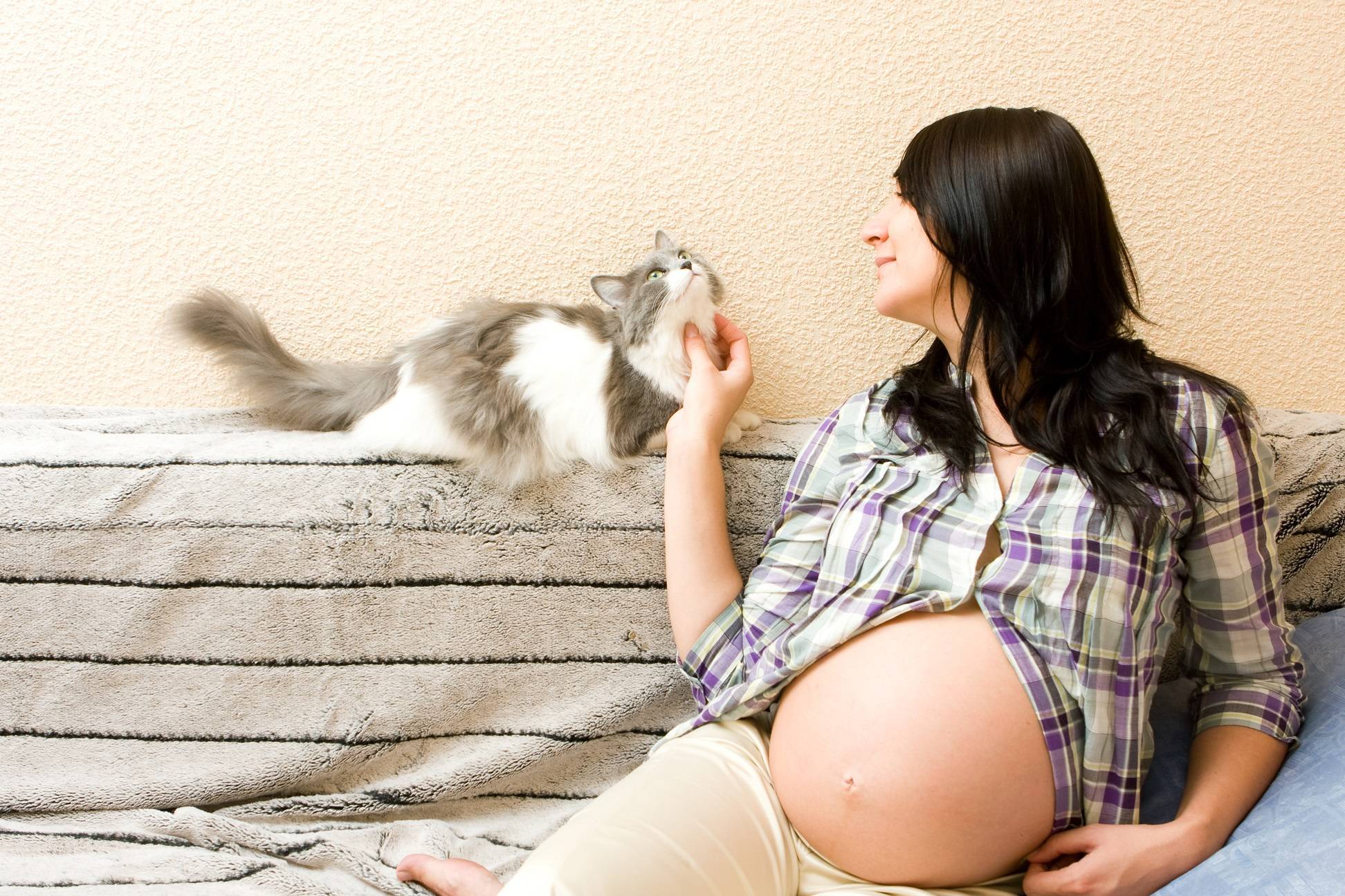 Почему беременным нельзя гладить кошек: «бабушкины» приметы и реальные угрозы | ваши питомцы