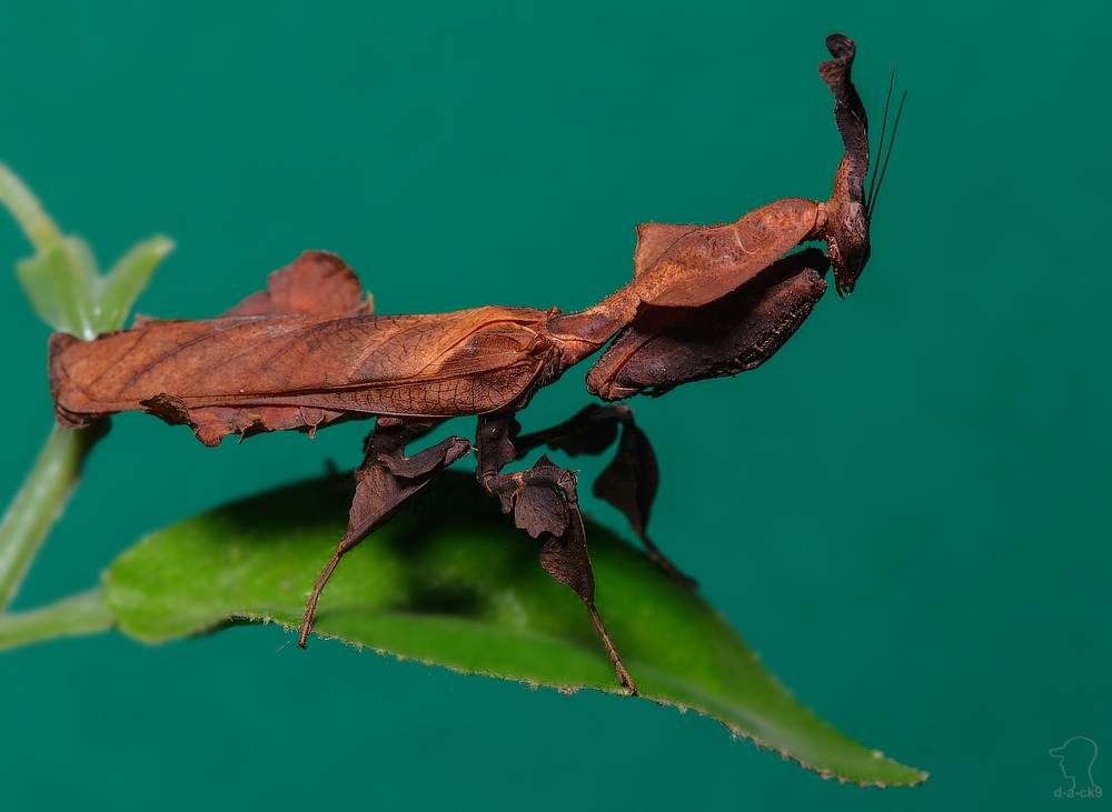 Интересные факты о насекомом богомоле: его привычки, внешний вид