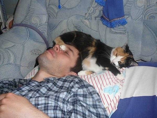 Почему кошка спит в вашей постели: приметы и что это значит?