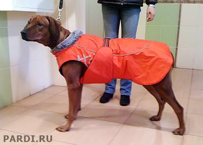 Размеры одежды для собак