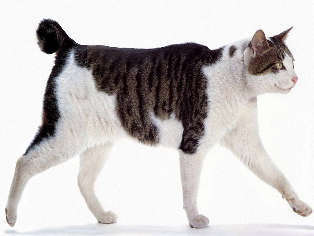 Кошка японский бобтейл: стандарты внешности породы и характер котов