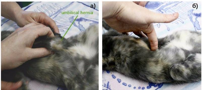 Пупочная грыжа у кошек: причины появления, операция по удалению, исход для кота - блог о животных - zoo-pet.ru