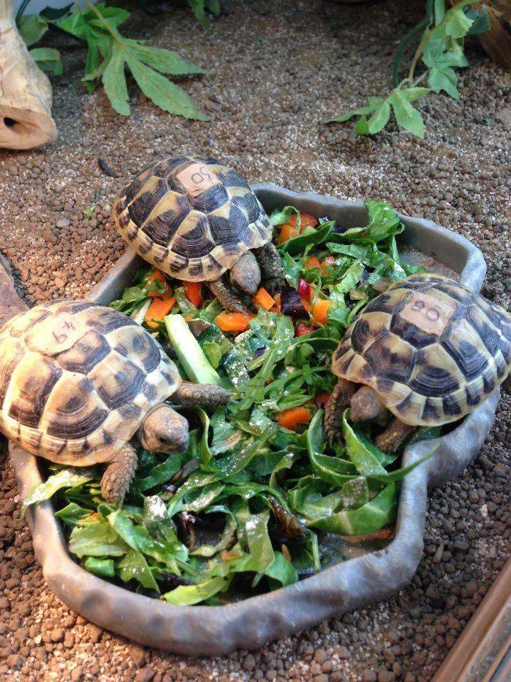 Чем кормить красноухую черепаху, что ест черепаха