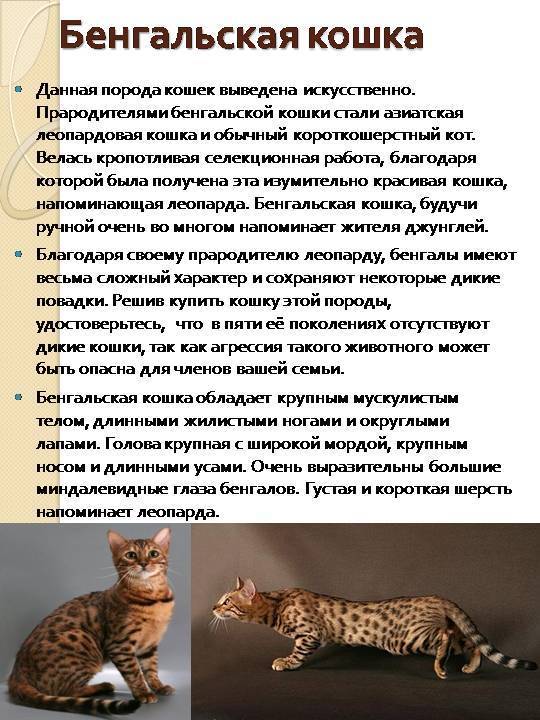 Бенгальские кошки: фото, описание породы, особенности характера и стоимость котенка
