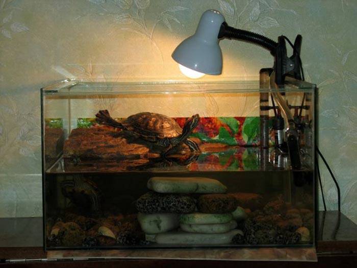 Ультрафиолетовая лампа для черепахи сделать самому своими руками. влияние ультрафиолетового света на черепах