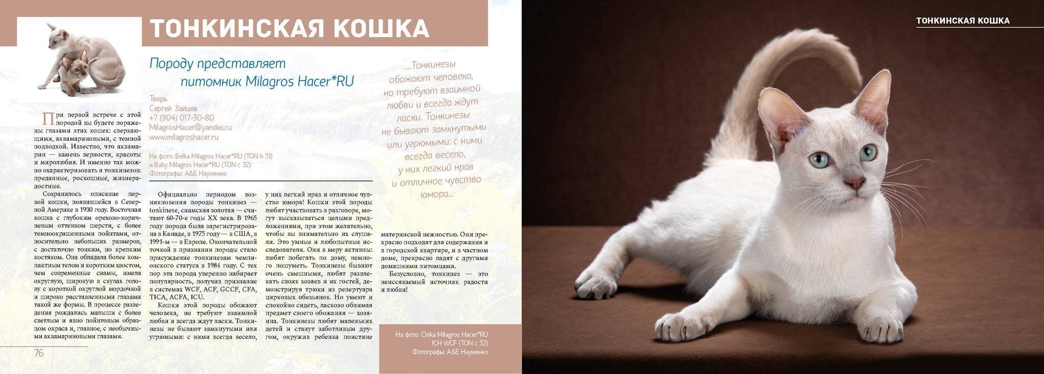 Тонкинская кошка – подробное описание породы (+ фото и видео) | ваши питомцы