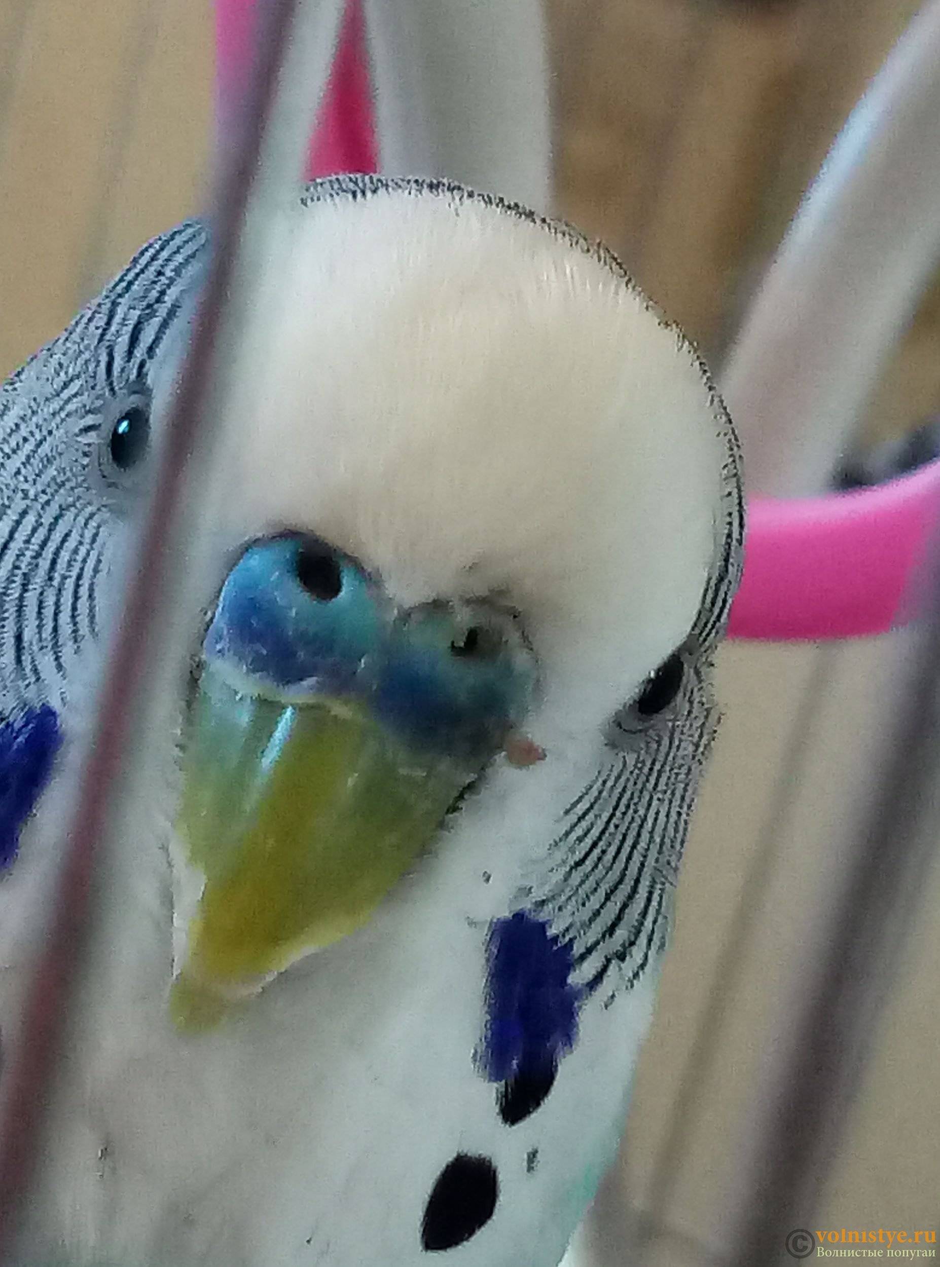 Почему у попугая выпадают перья: причины, лечение и что делать?