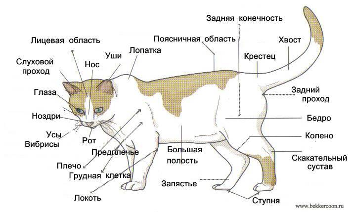 Строение кошки | кошки - кто они?