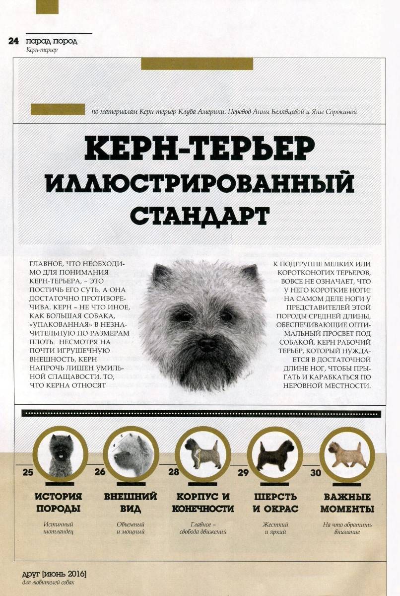 Керн терьер: порода собак, фото, груминг, стрижка, тримминг