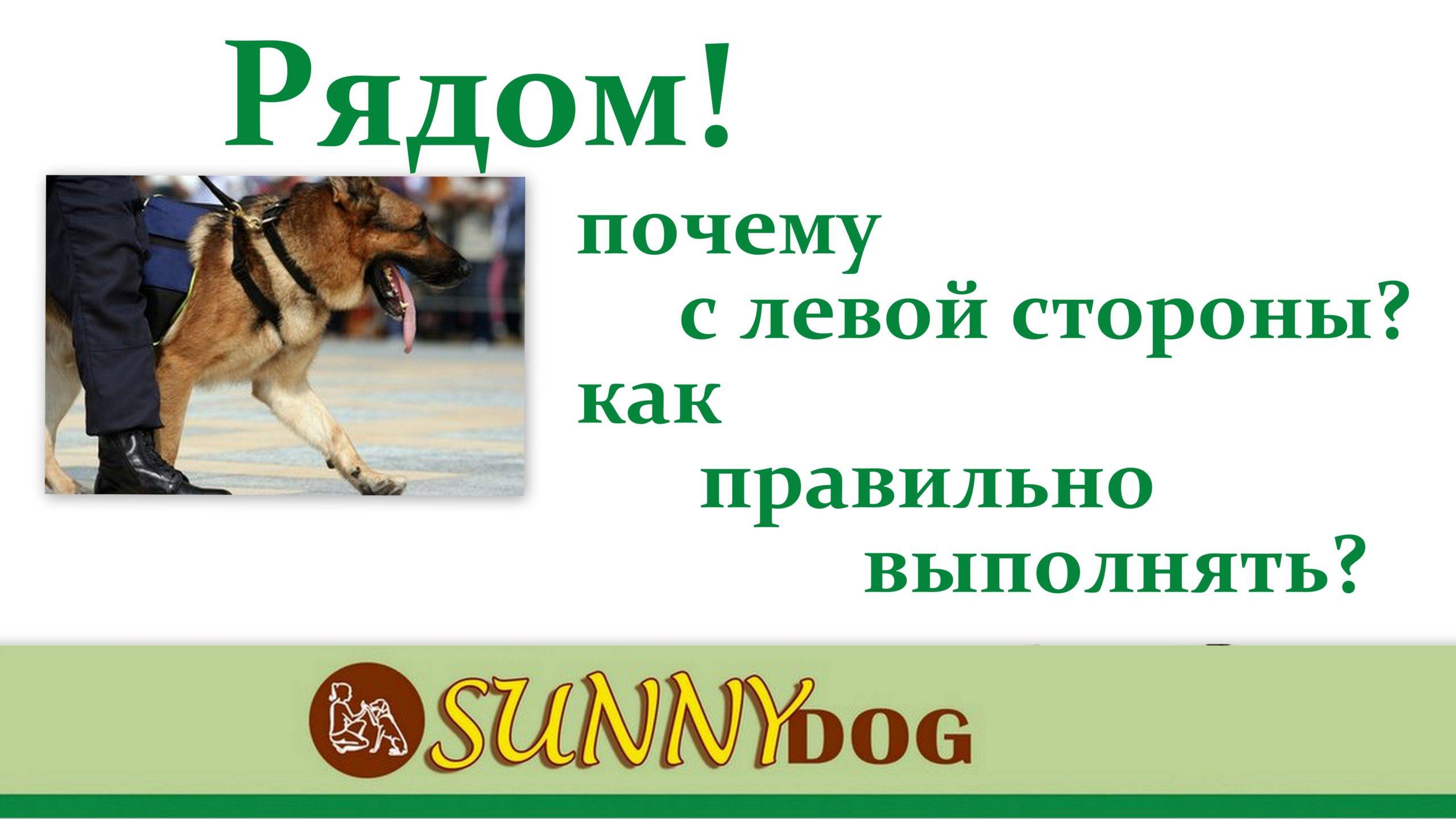 Общий курс дрессировки (окд) для собак: что входит, команды, нормативы сдачи - dogtricks.ru