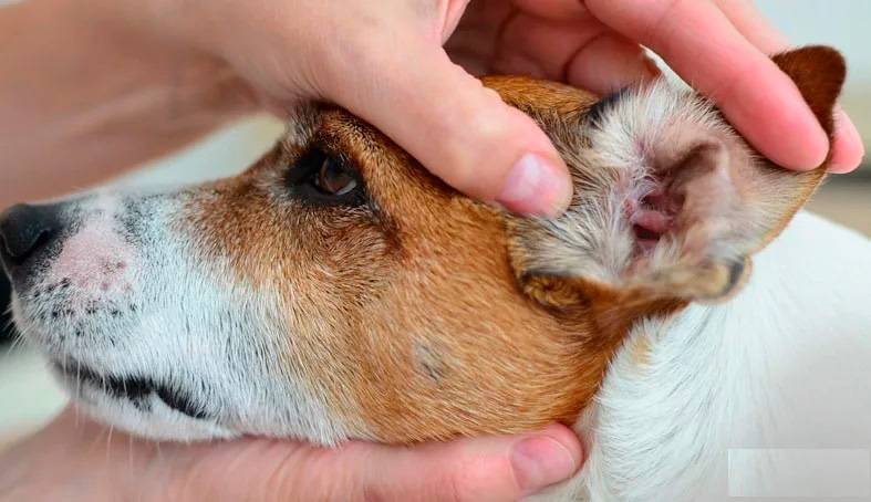У кроликов в ушах болячки: чем лечить коросты и болезни