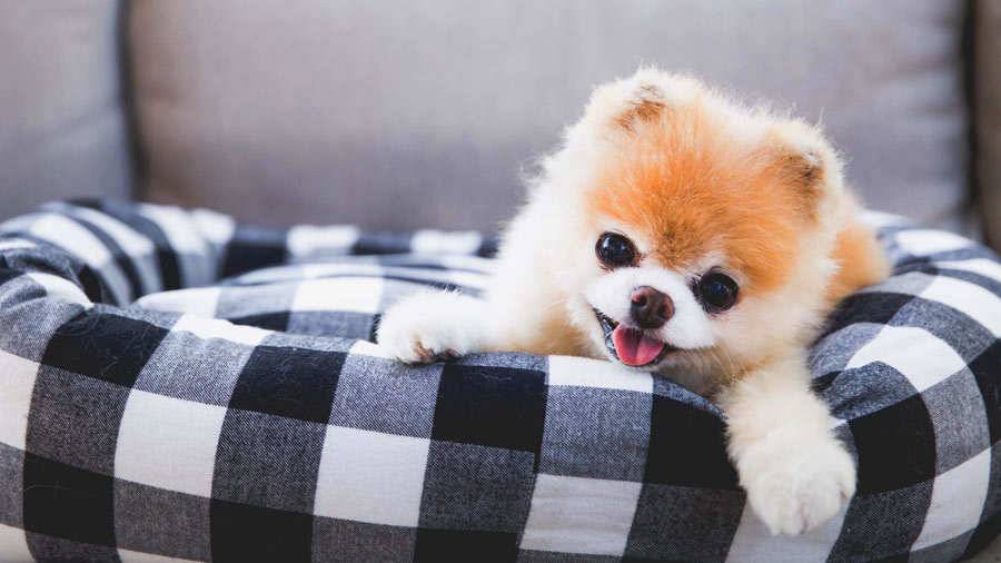 Самые красивые собаки в мире: топ-10
