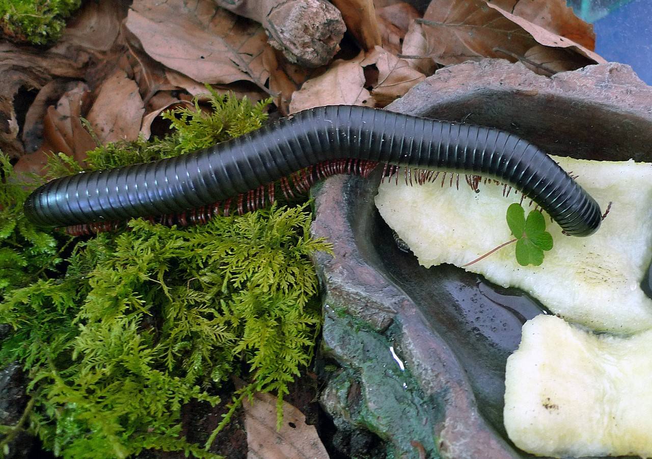 Кивсяк, или черви на клубнике: как спасти урожай