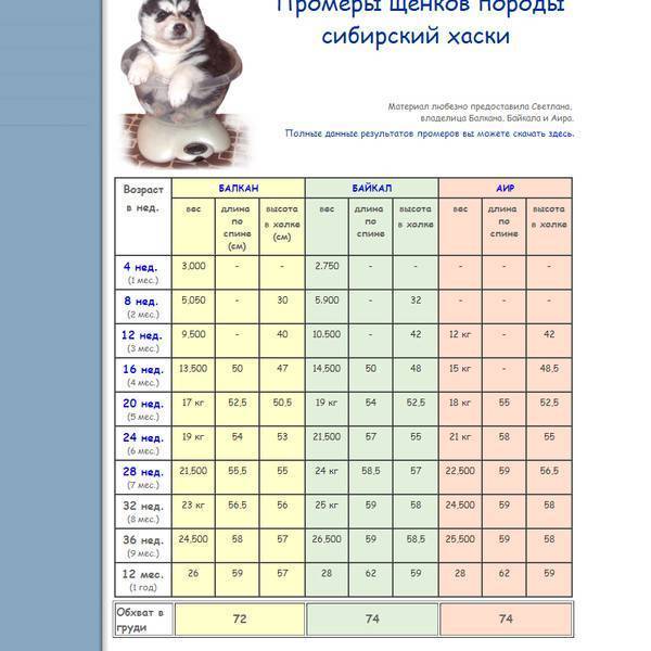 Лабрадор: стандарт породы, рост и вес по месяцам в таблице, советы по уходу | medeponim.ru