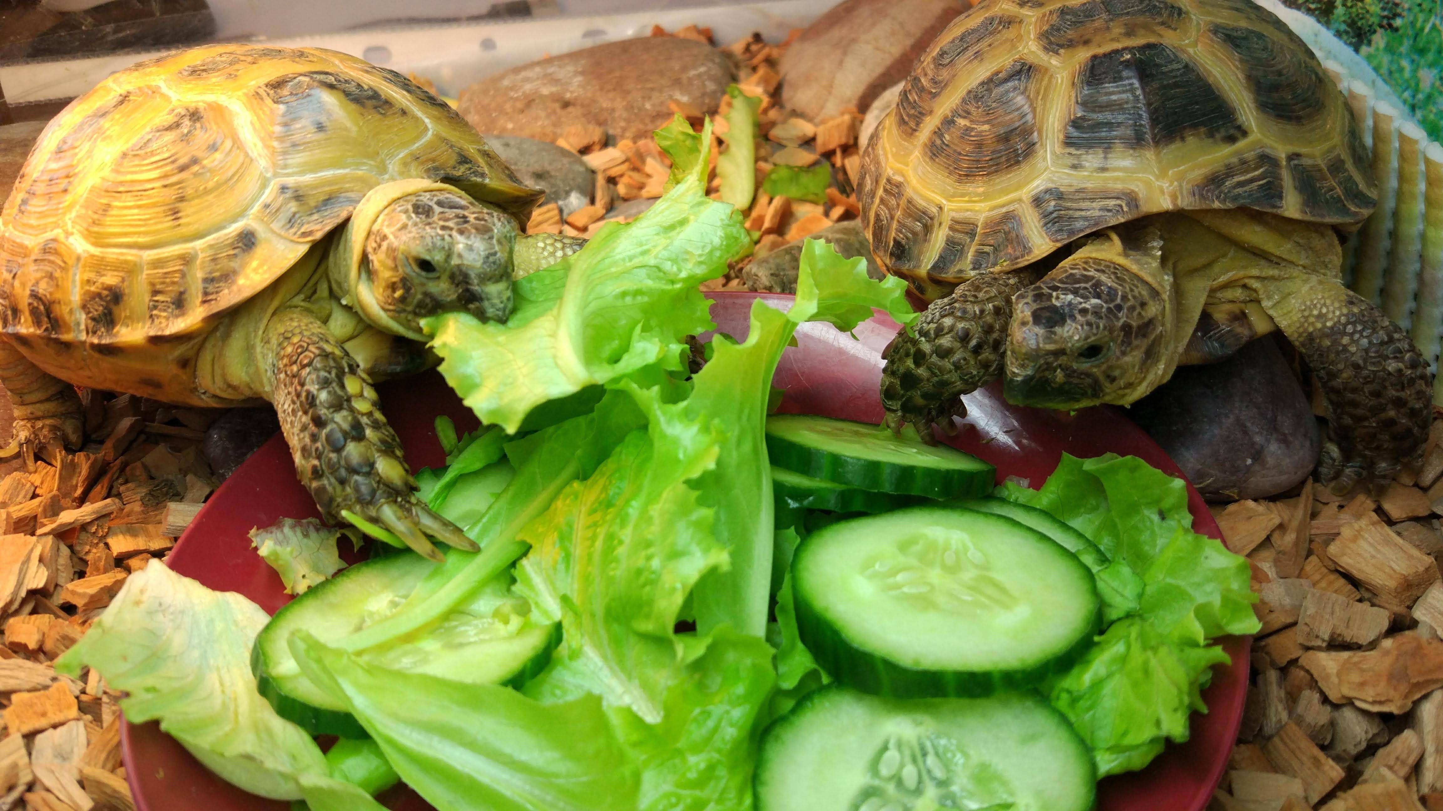 Что ест черепаха в домашних условиях и как ее содержать