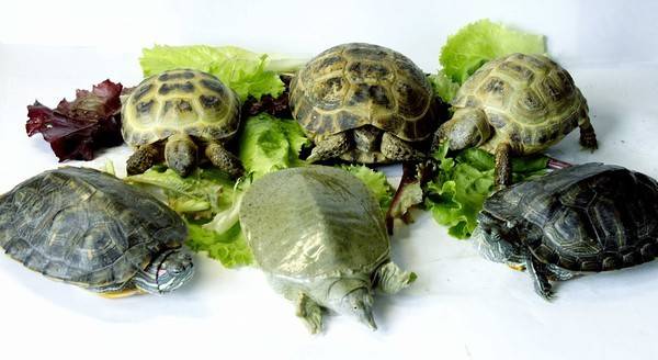 Торт черепаха в домашних условиях: 6 классических рецептов