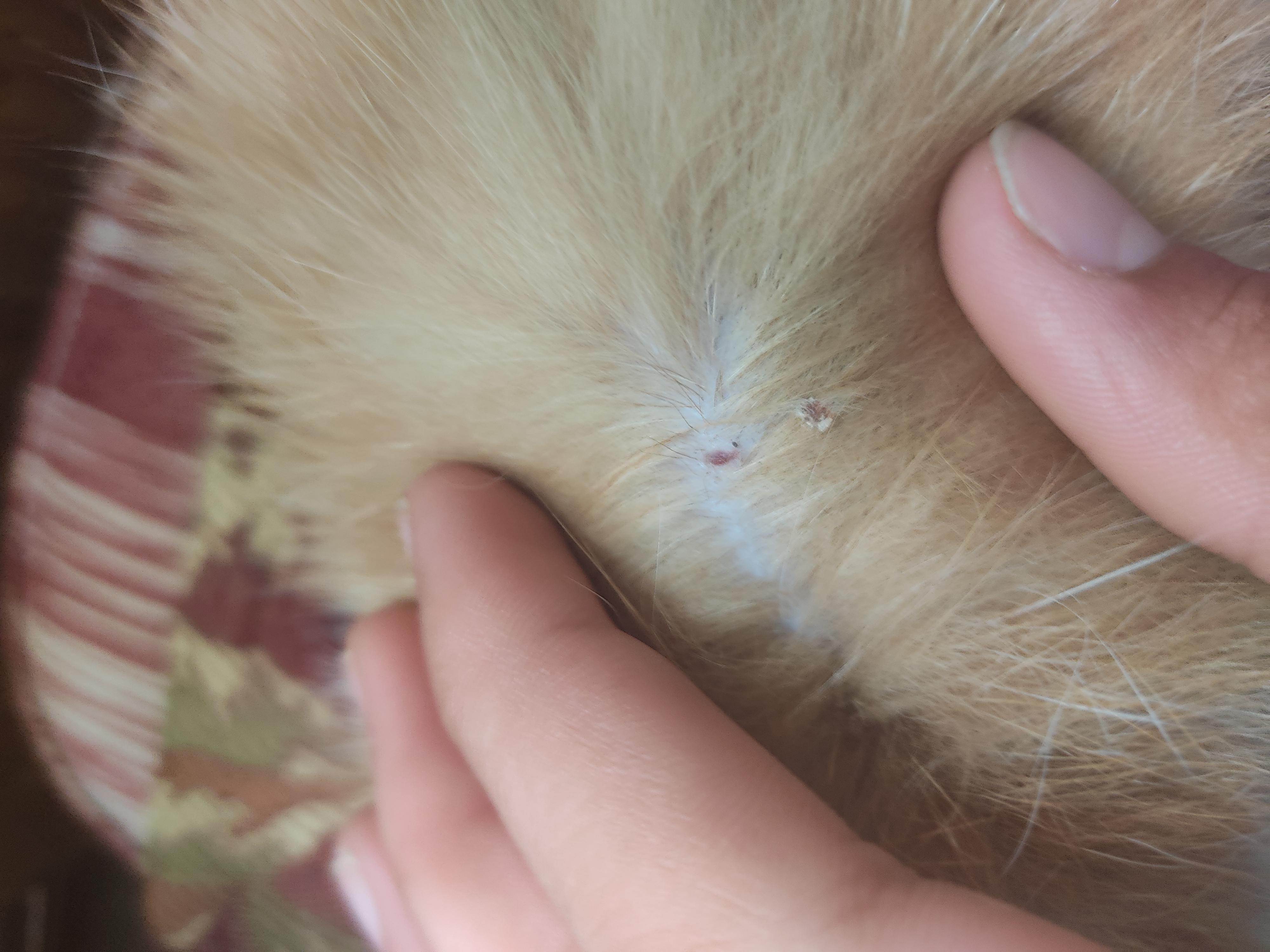 Шишка на шее у кота: под кожей шарик, опухоль