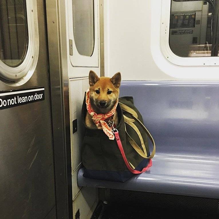 Как правильно перевозить собаку в метро