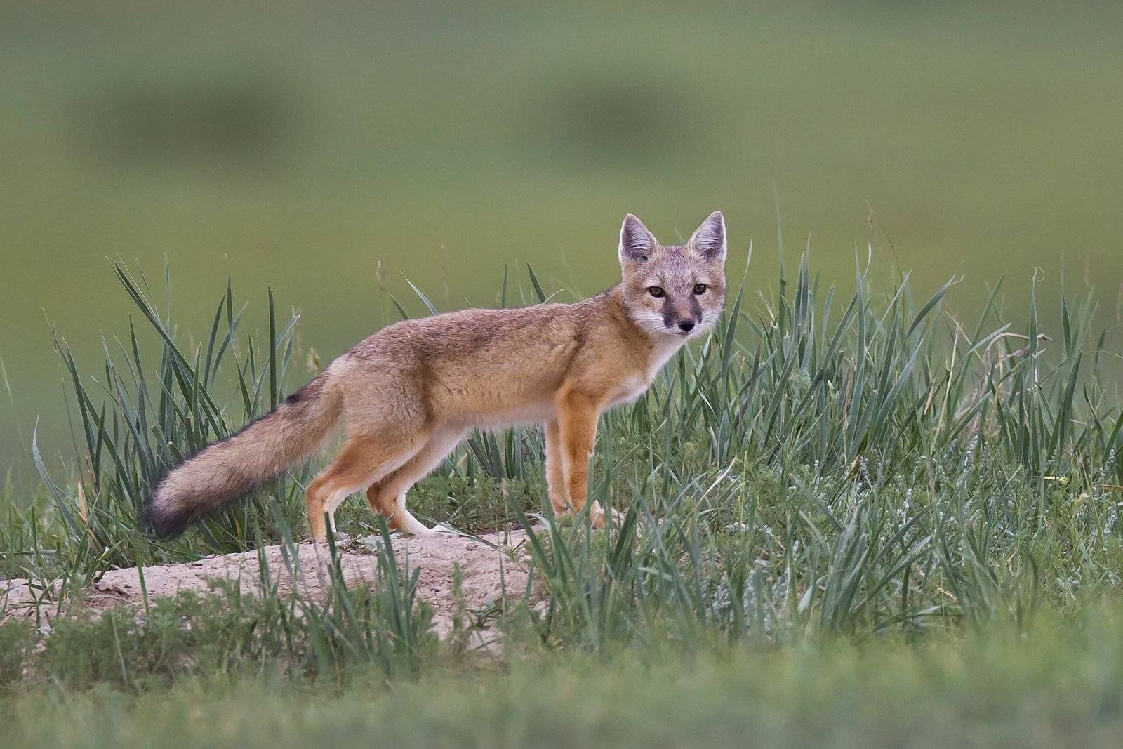 Степная лисица - описание, среда обитания, образ жизни