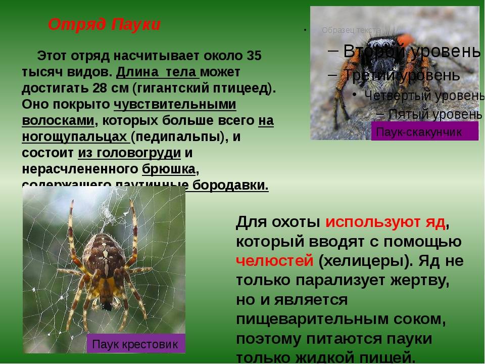 Все о содержании пауков в домашних условиях