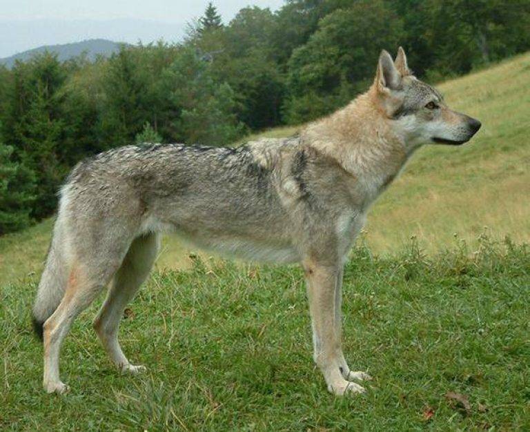 Чешская пастушья собака: описание породы, характера, ухода