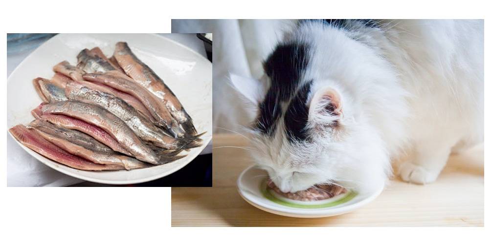 Можно ли кошкам рыбу – правила кормления, рекомендации