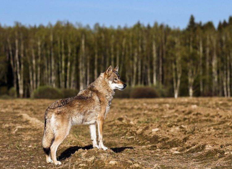Исторический и современный опыт по выведению гибридов: собак, похожих на волка