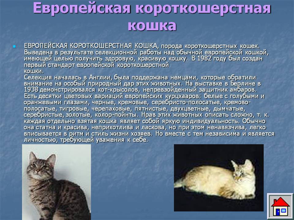 Европейская короткошерстная кошка - описание породы