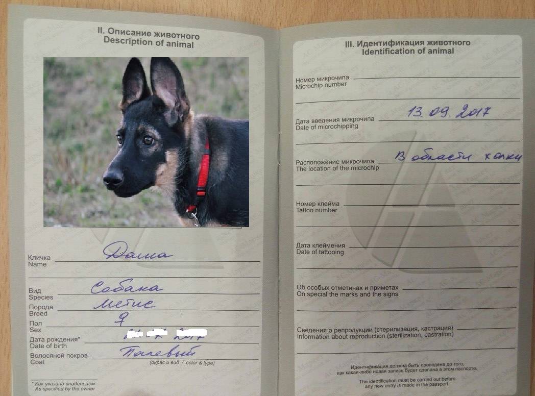 Паспорт животного для собаки: образец, как заполнить вид и пол