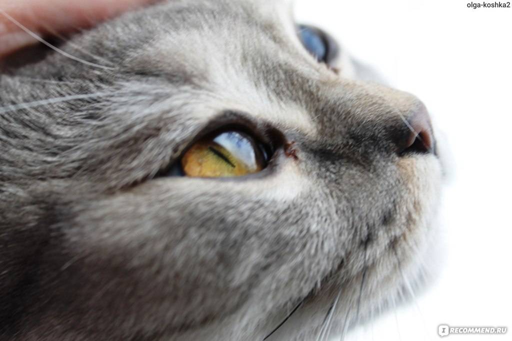 Выделение из глаз у кошки