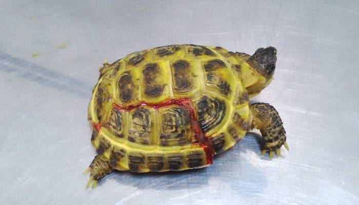 Почему у черепахи стал мягкий панцирь и что с этим делать