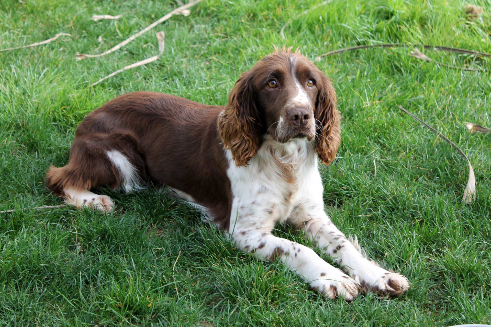 Порода собак английский спрингер-спаниель и ее характеристики с фото