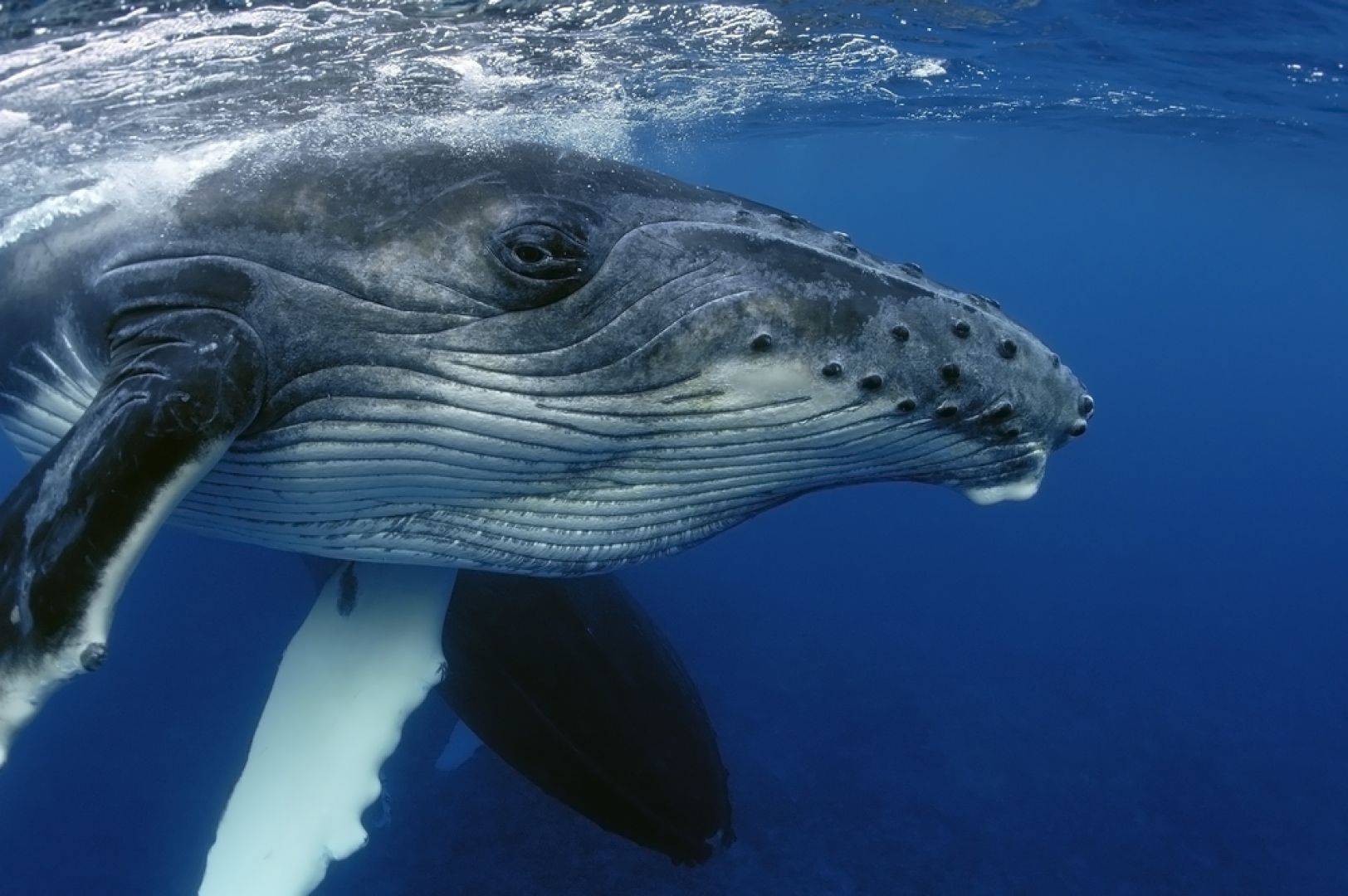 Большие горбатые киты в доминикане: все, что мы знаем о китах
