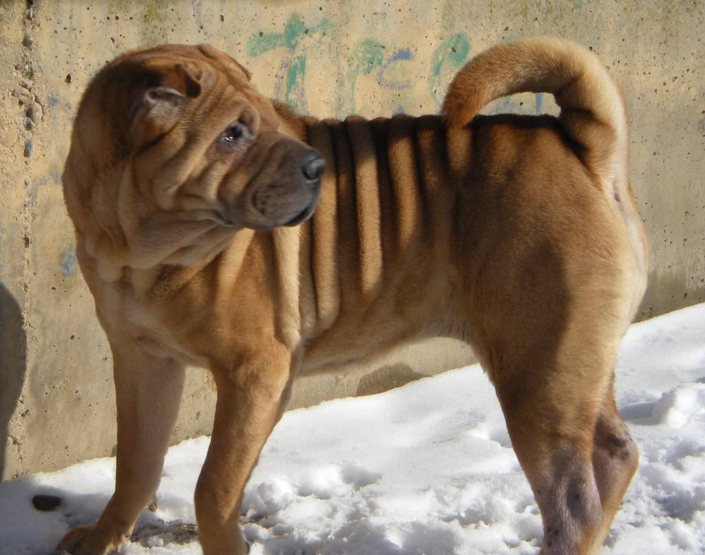 Порода собак метис шарпея фото — сайт эксперта по животным — howmeow