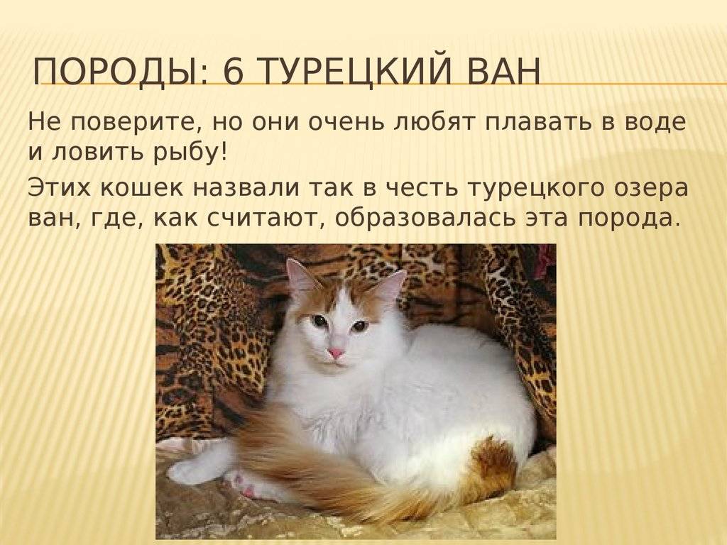 Кошка турецкий ван: описание внешности, характер породы, уход за питомцем, содержание, выбор котёнка, отзывы владельцев, фото ванского кота